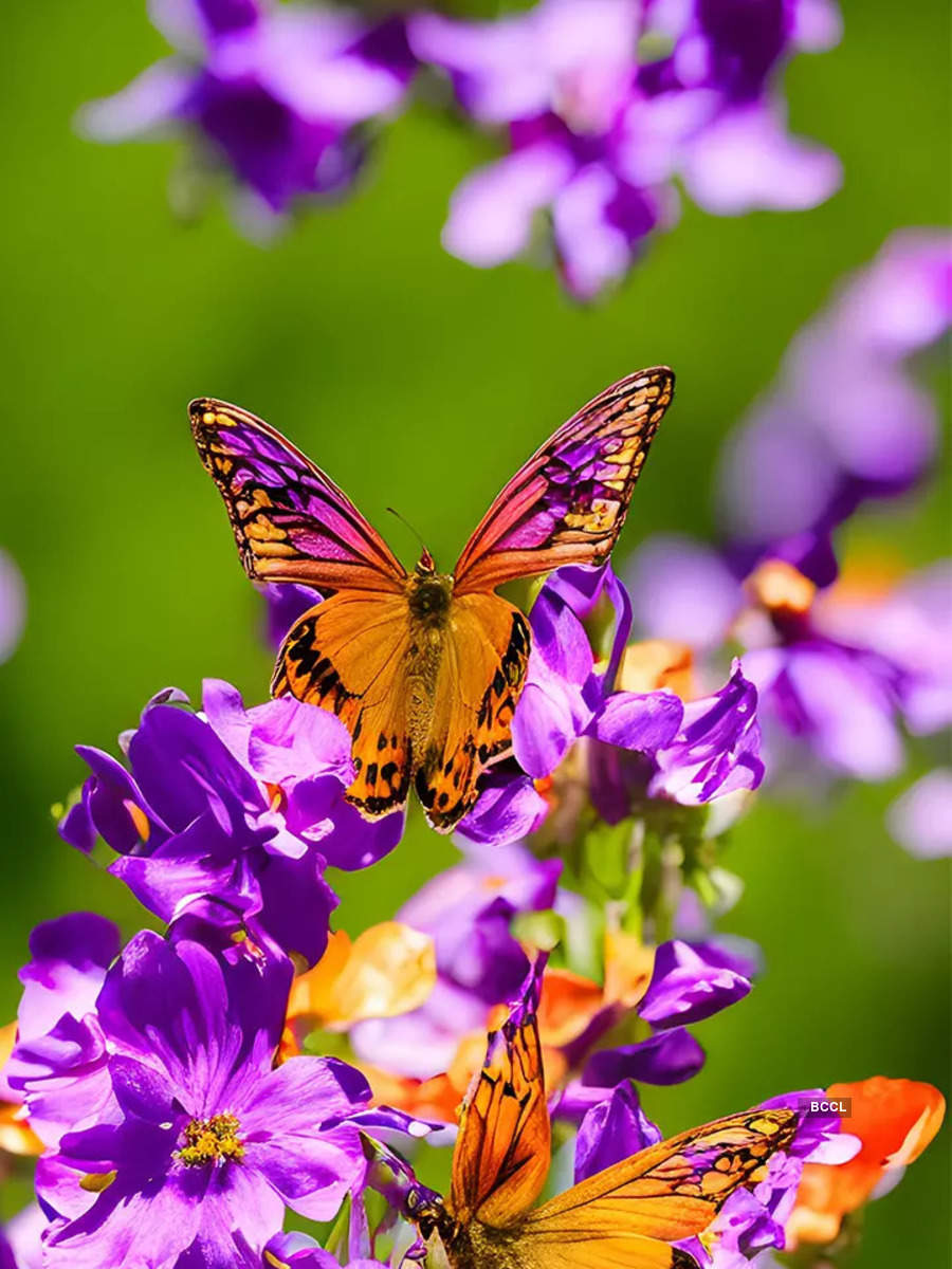 10 biggest butterflies and the place to search out them