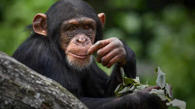This chimpanzee mother and daughter formed a unique bond through their own language - here’s how