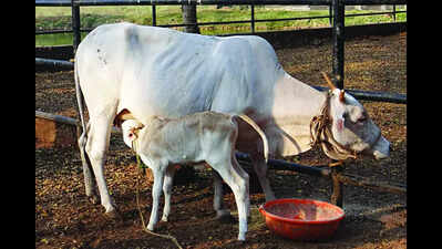 Shweta Kapila Goa’s 1st cattle breed to get nat’l recognition