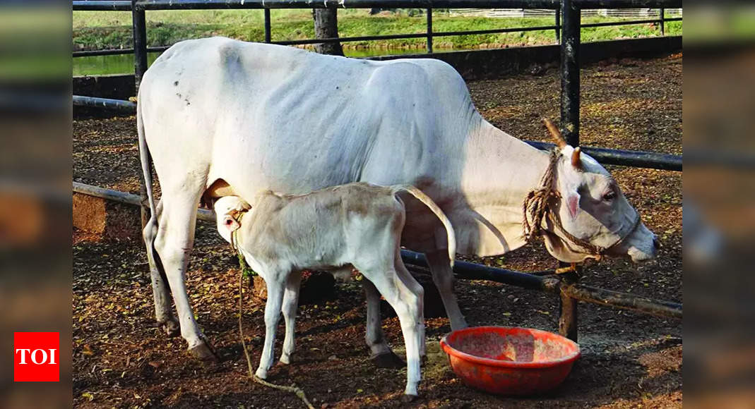 Shweta Kapila Goa’s 1st cattle breed to get nat’l recognition