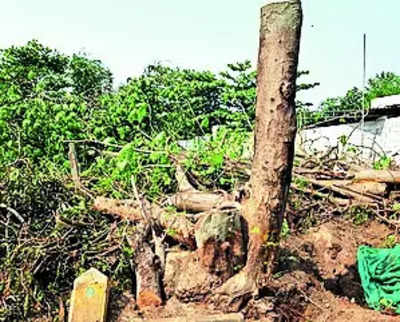 Haryana may ease norms to cut trees