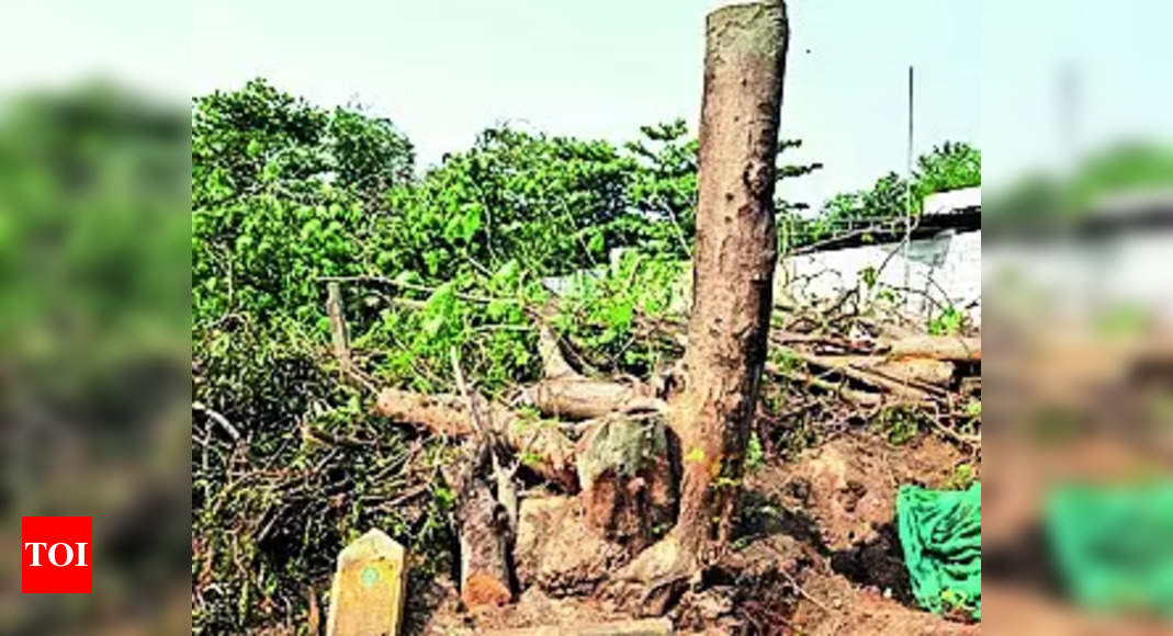 Haryana may ease norms to cut trees