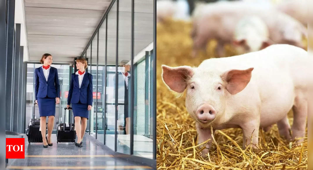 Woman in China turns from flight attendant to pig farmer and earns Rs 22 lakh in 2 months; here’s how