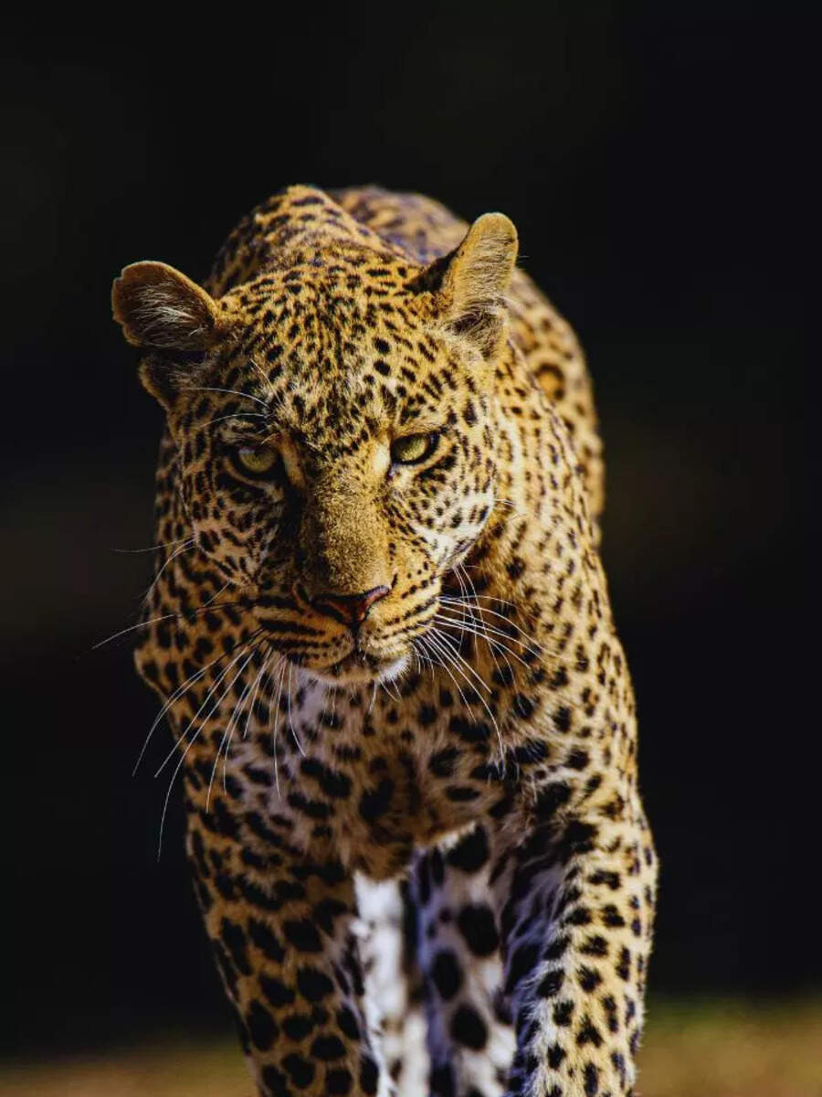 10 rare animals and wildlife sanctuaries where they can be seen in ...