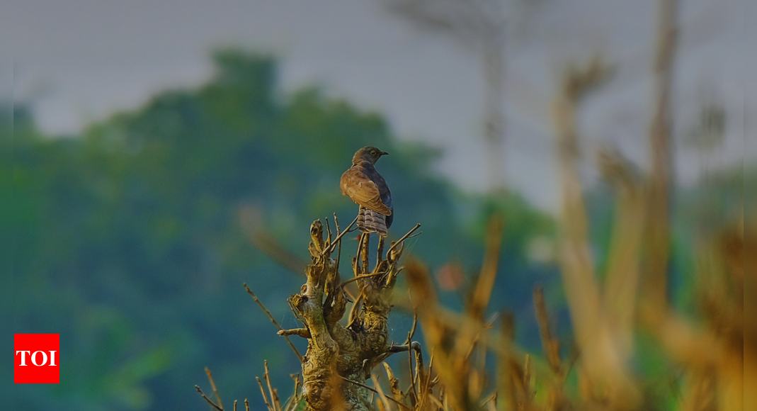 Himachal’s Pong Dam wetlands welcome over 92,000 migratory birds from 85 species