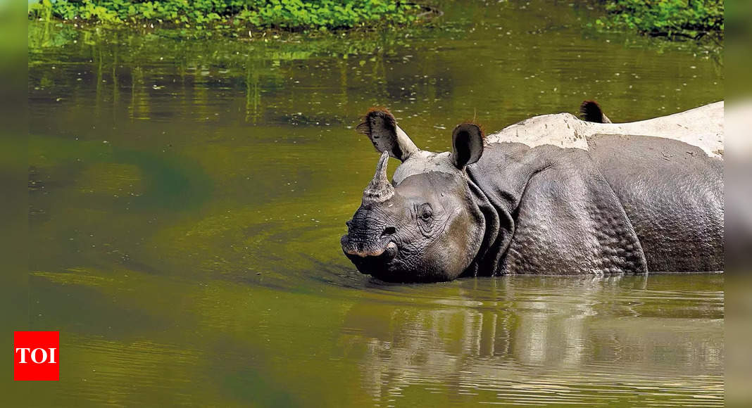 For a wildlife photographer, there is only one take: Sanket