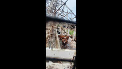 ‘Illegal’ dairy farm on land donated by MGR faces action for pollution