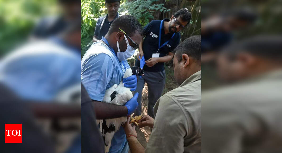 Image showcasing Veterinarians get trained in cleaning oil-slicked birds | Chennai News ...