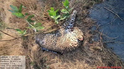 Leopard hit by train dies in Gujarat