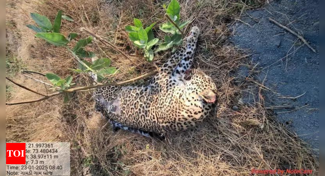 Leopard hit by train dies in Gujarat