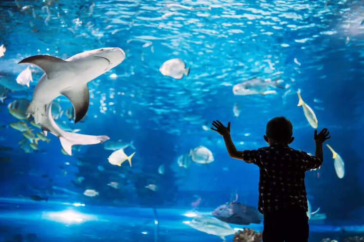 S.E.A. Aquarium, Singapore
