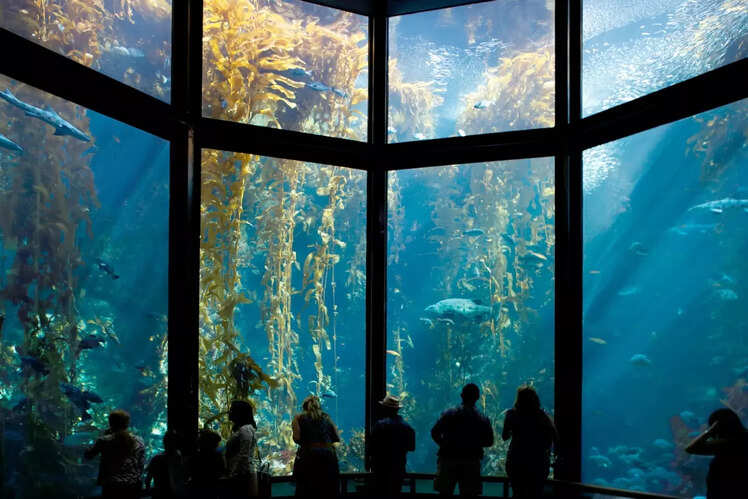 Monterey Bay Aquarium, USA