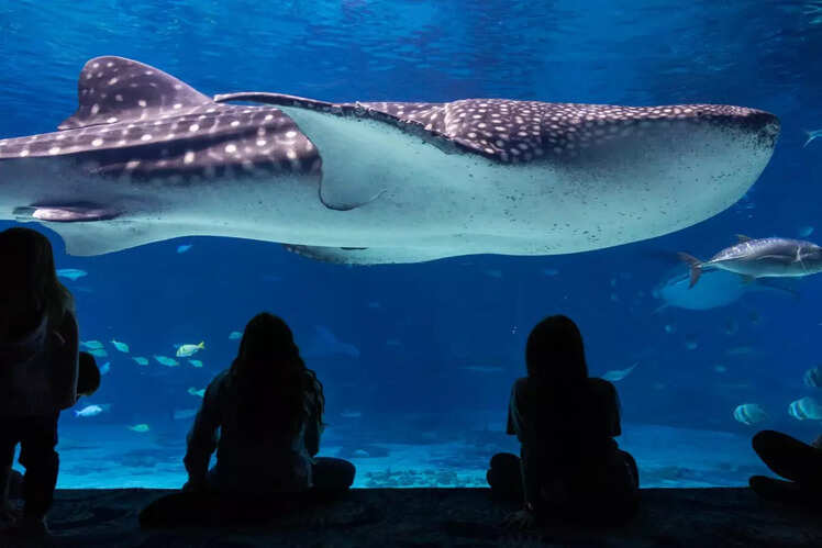 Georgia Aquarium, USA