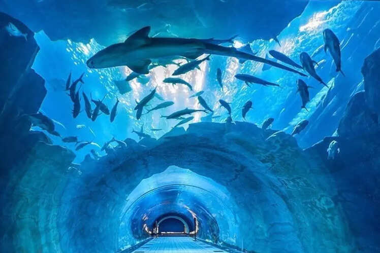 Dubai Aquarium and Underwater Zoo, UAE