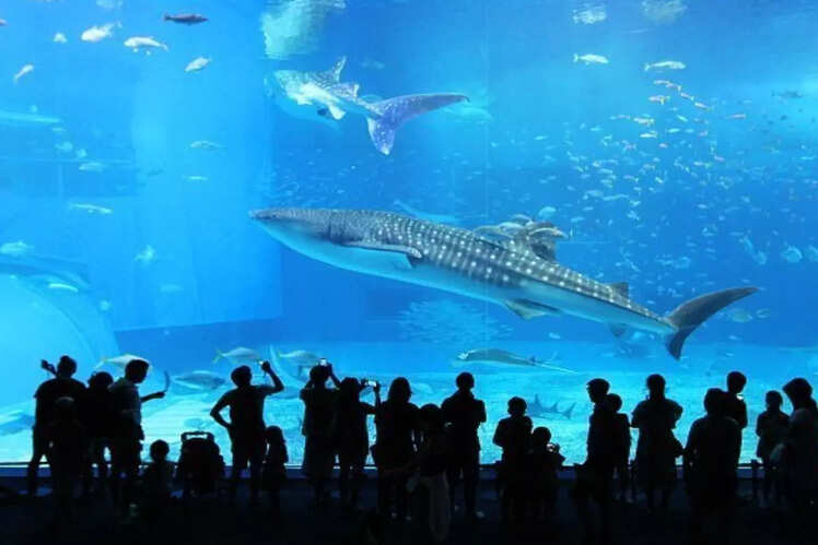 Churaumi Aquarium, Japan
