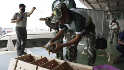 Thais send smuggled tortoises home to Tanzania as evidence against suspected wildlife traffickers