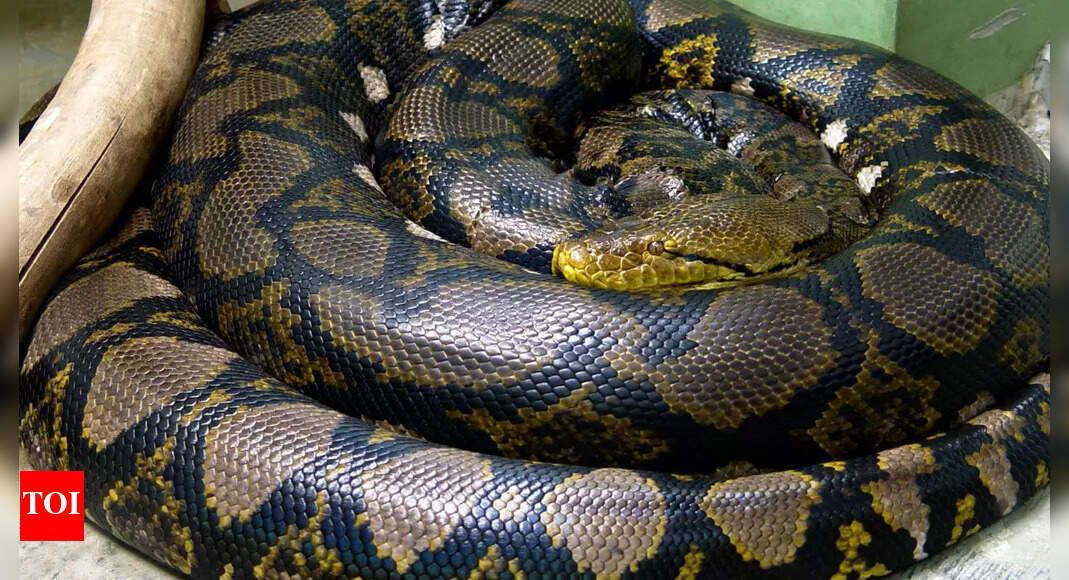 Reticulated python: Physical characteristics, diet, habitat, and its ability to swallow humans