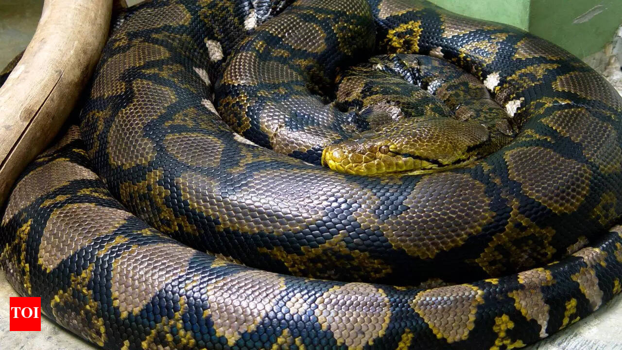 How Often To Feed Baby Reticulated Python