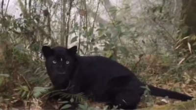 Glimpse of Bagheera: IFS officer shares video of rare black panther in north Bengal