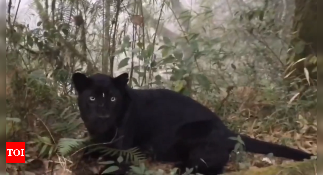 Glimpse of Bagheera: IFS officer shares video of rare black panther in Bengal