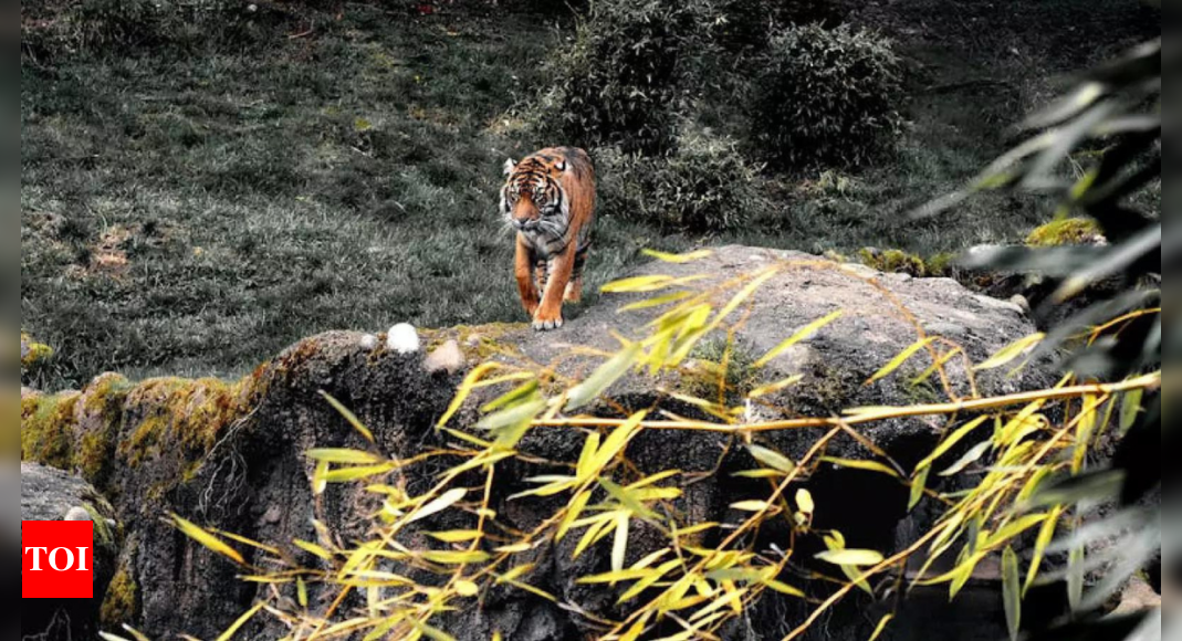 Tiger kills woman on Kerala coffee estate, sparks protest