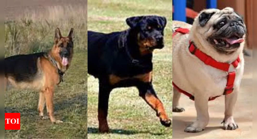 The evolution of dog breeds in the past 100 years