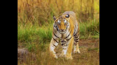 Tiger alert in Jagtial post recent sightings & attacks