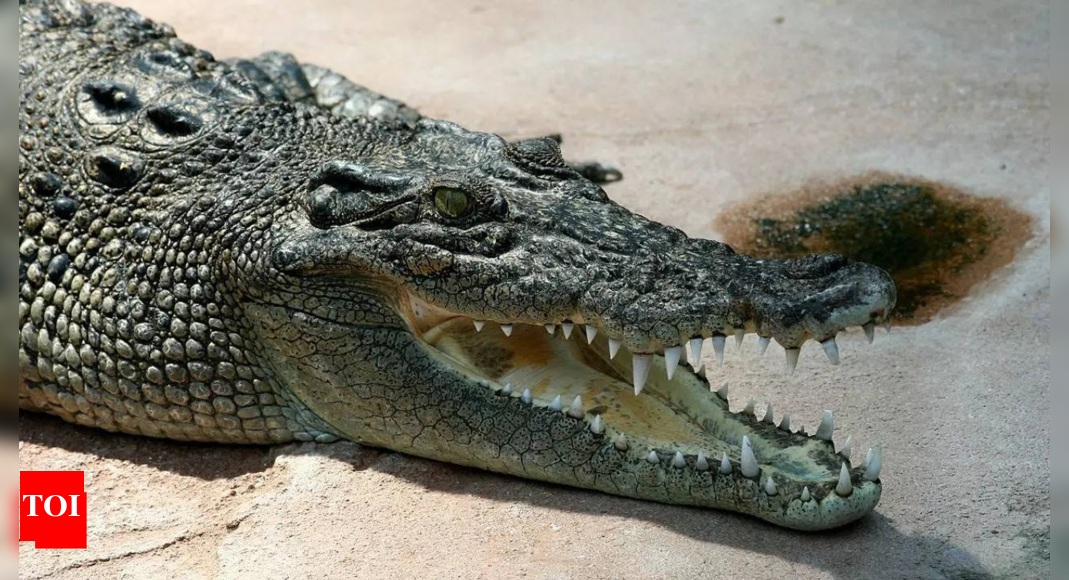 Stress pushing crocodiles in Vadodara to the brink: Study