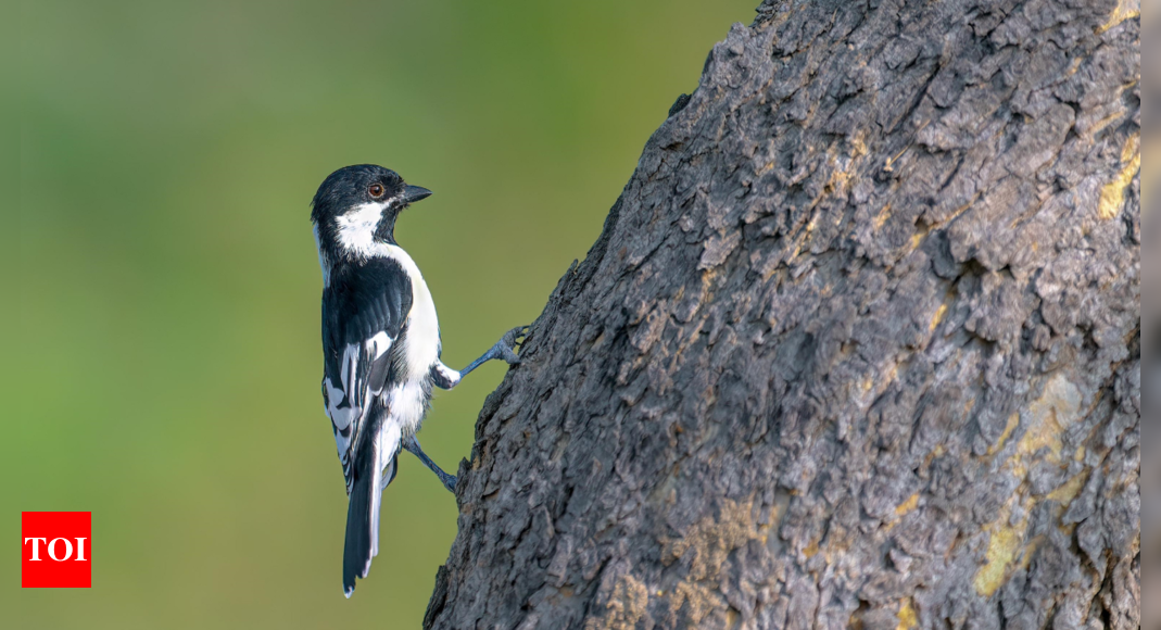 Discovery of rare white-naped tit in North Karnataka's Kappatagudda hills marks a first