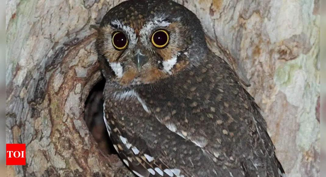 Elf owl: Know more the physical characteristics, habitat, and diet of the smallest owl in the world