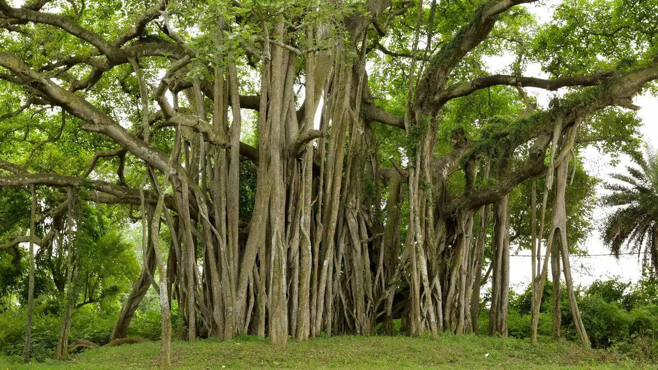World's largest banyan tree is in India and it's called a Living Coffin -  Times of India