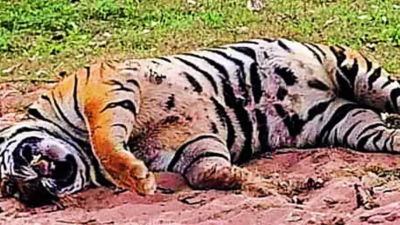 Kerala's man-eater tiger found dead with injuries