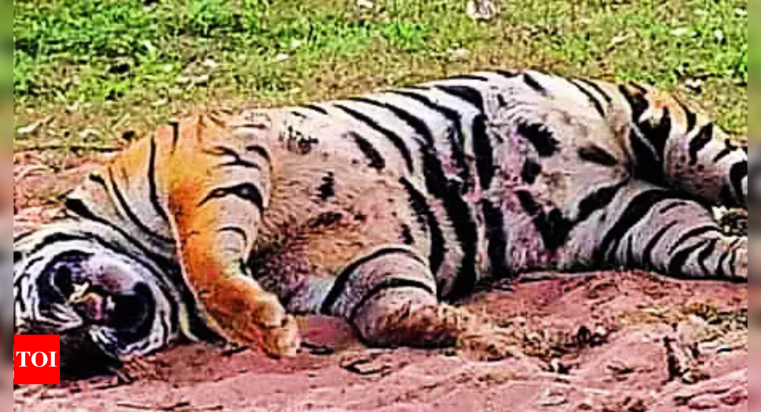 Kerala's man-eater tiger found dead with injuries