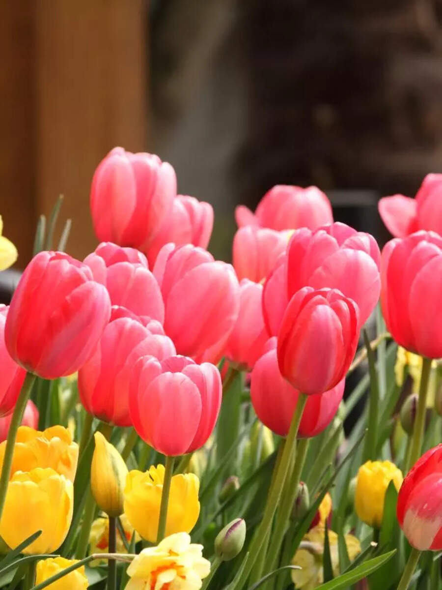 8 things to do in the Spring season for a blooming home garden | Times ...