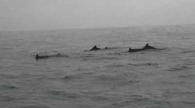 Three day dolphin census begins in Odisha