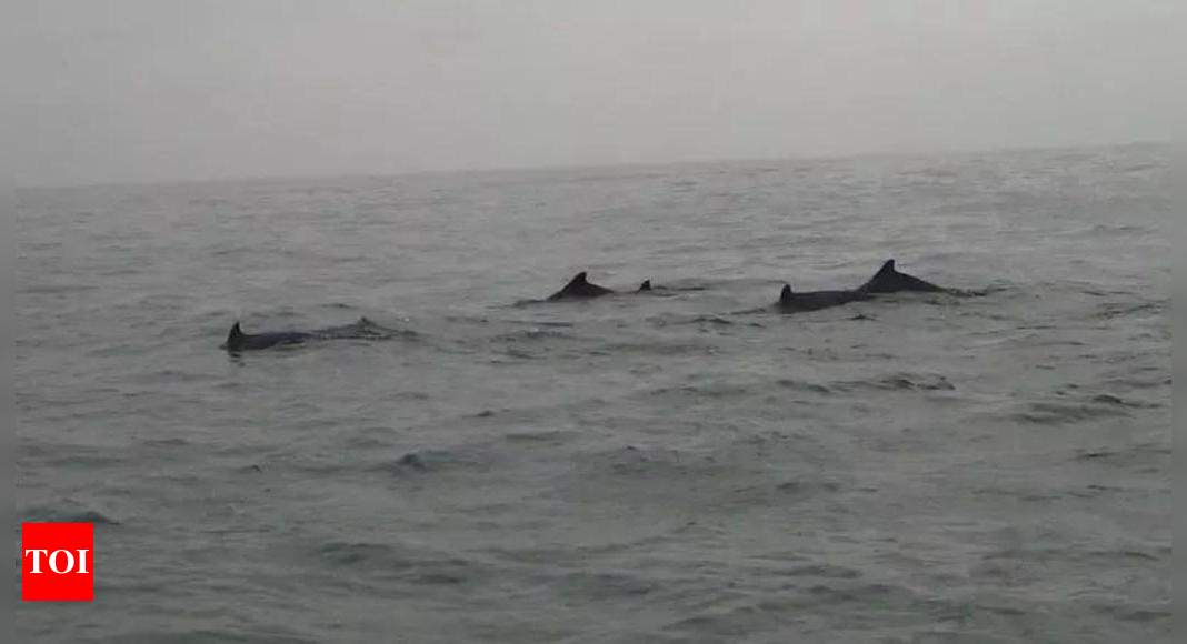 Three day dolphin census begins in Odisha | India News – The Times of India