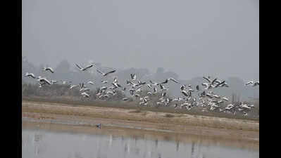 PhD students from PAU get taste of bird census at Harike