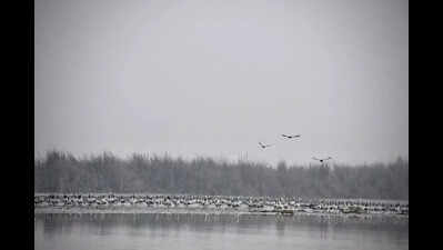 PhD students from PAU get taste of bird census at Harike