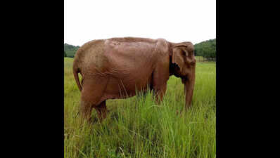 Similipal’s captive elephant dies at 68