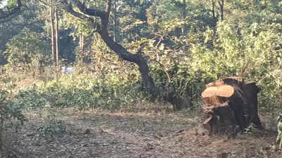 Deforestation in K’jhar sparks resentment