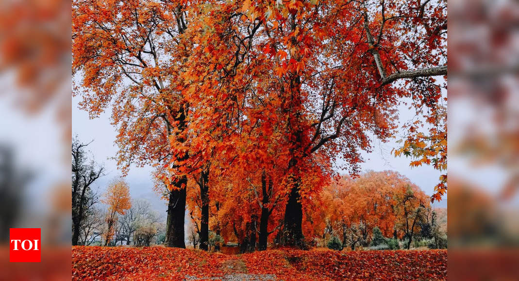 Kashmir’s Chinar trees get a ‘Digital Tree Aadhaar’ for conservation