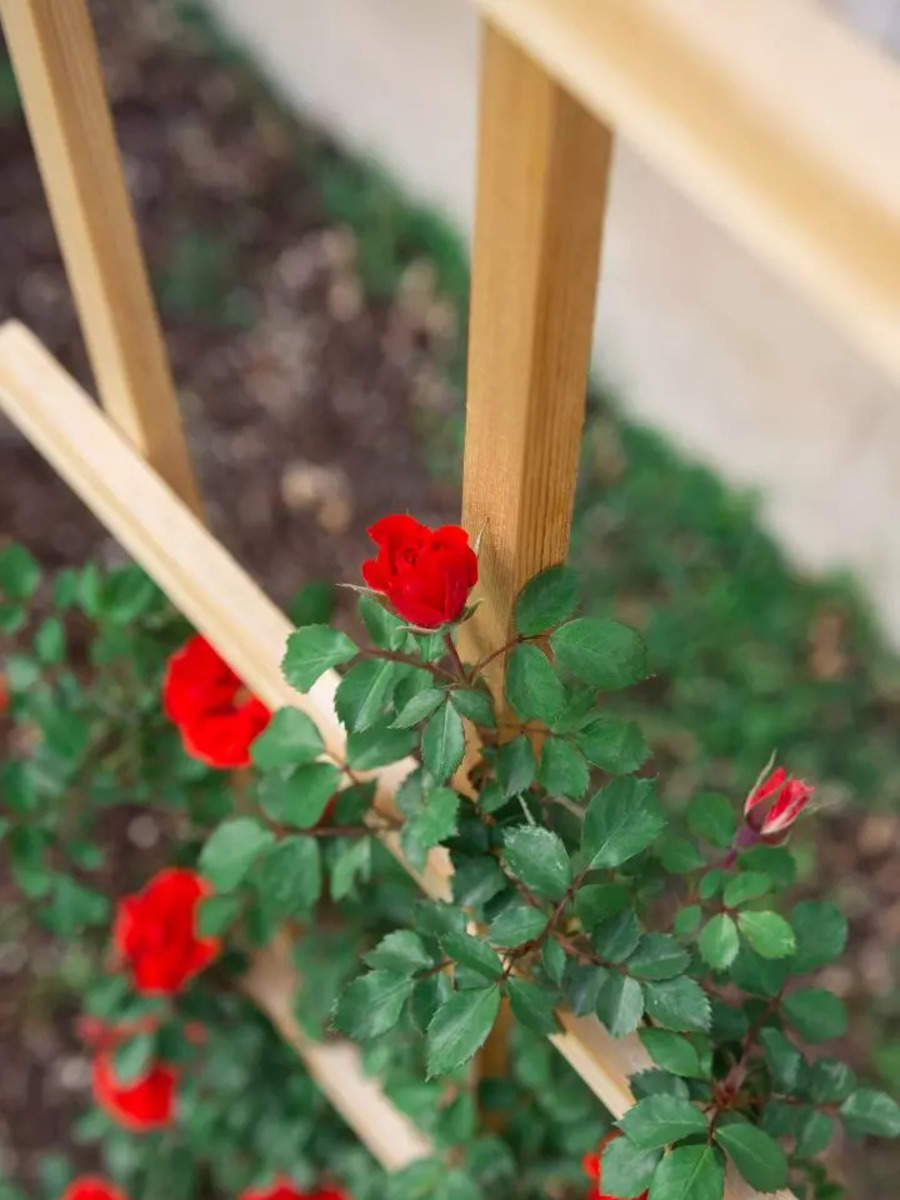 How to add a small, natural Rose trellis in the balcony garden