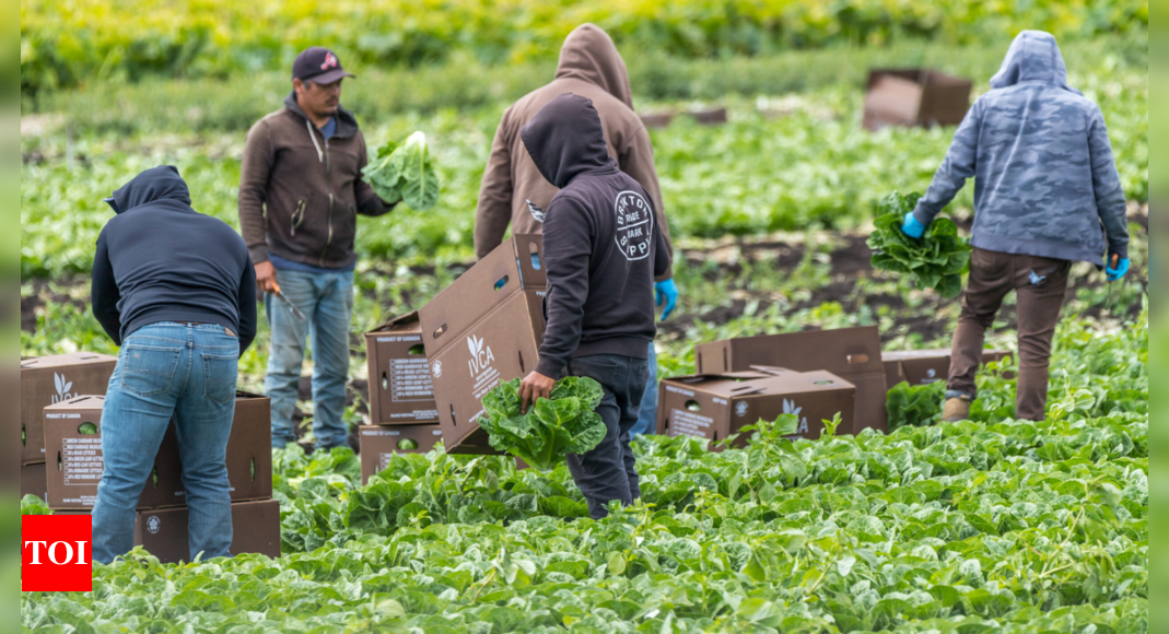 Abuse is systemic in Canada's Temporary Foreign Worker Programme: Amnesty report