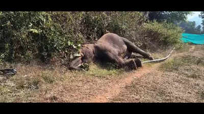 Second Elephant Death in a Week Sparks Concern in Sambalpur