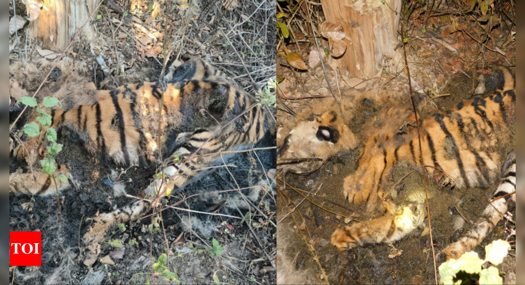 Tigress found dead inside Madhya Pradesh's Kanha Tiger Reserve