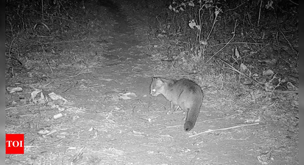 World’s smallest cat makes debut in West Bengal’s wild