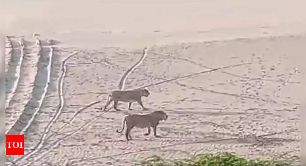 Majestic Asiatic lions caught on camera roaming along Gujarat’s coastal stretch