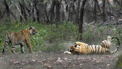 Since 2006, Tiger-occupied Territory Expanded 2.9-sqkm/year In India: Study