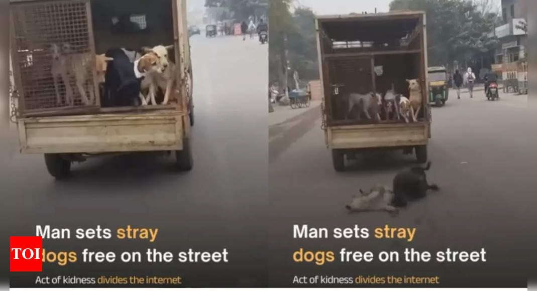 "Not kindness, it's called dumbness": Delhi man criticised for setting stray dogs free from surveillance van