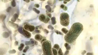 Exploring the link between newborn gut bacteria and food allergies: Insights from a Japanese study
